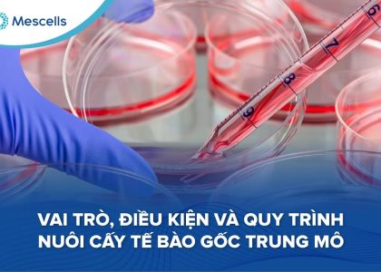 Quy trình nuôi cấy tế bào gốc trung mô trong phòng thí nghiệm